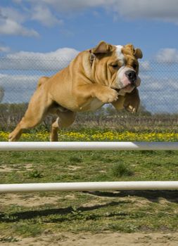 training of a purebred continental bulldog in agility