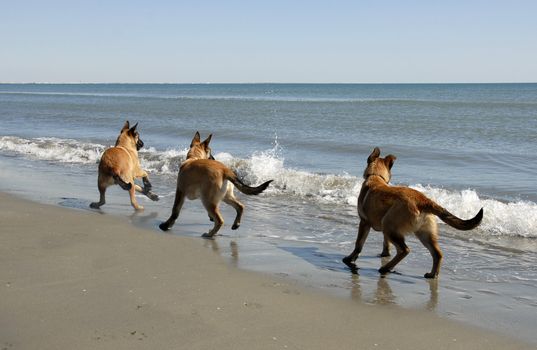 three puppies belgian shepherd malinois and the mediterranean sea