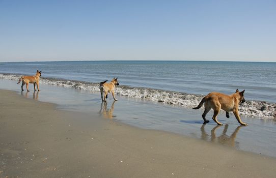 three puppies belgian shepherd malinois and the mediterranean sea