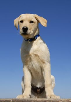 portrait of a beautiful purebred puppy labrador retriever sitting on a table