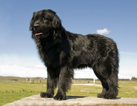 portrait of a beautiful purebred newfoundland dog