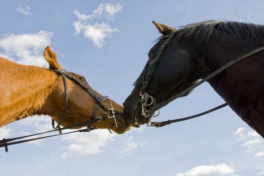 two beautiful stallions smelling on a blue sky