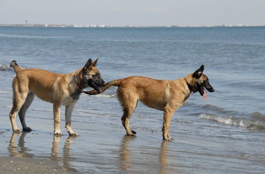 two puppies belgian shepherd malinois and the mediterranean sea