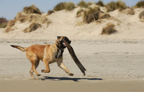 portrait of a young playing purebred belgian shepherd