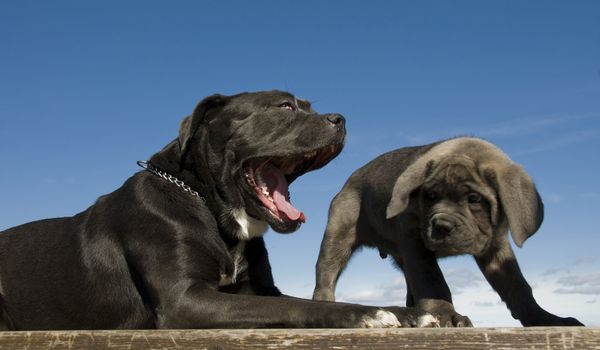 purebred italian mastiff mother and puppy together