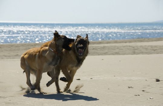 two puppies belgian shepherd malinois and the mediterranean sea