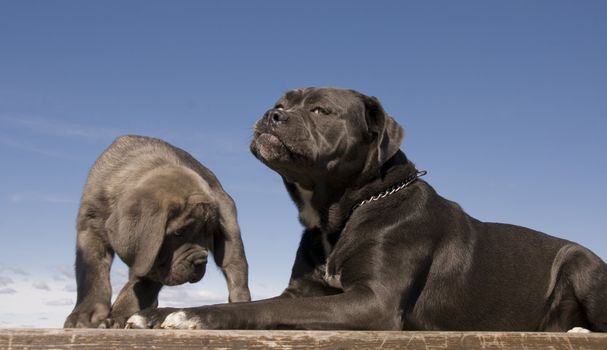 purebred italian mastiff mother and puppy together