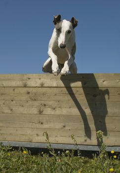 training in Agility of a purebred whippet