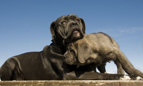 purebred italian mastiff mother and puppy together