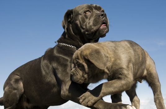 purebred italian mastiff mother and puppy together