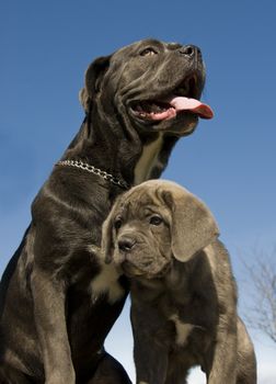 purebred italian mastiff mother and puppy together