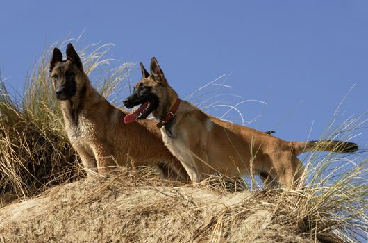 portraits of two young purebred belgian shepherds malinois on the beach