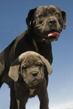 purebred italian mastiff mother and puppy together