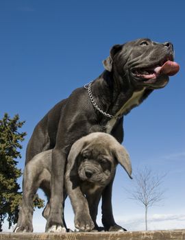 purebred italian mastiff mother and puppy together