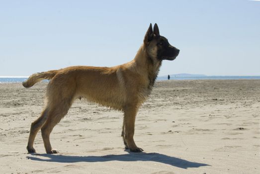 portrait of a young purebred belgian shepherd malinois on the beach