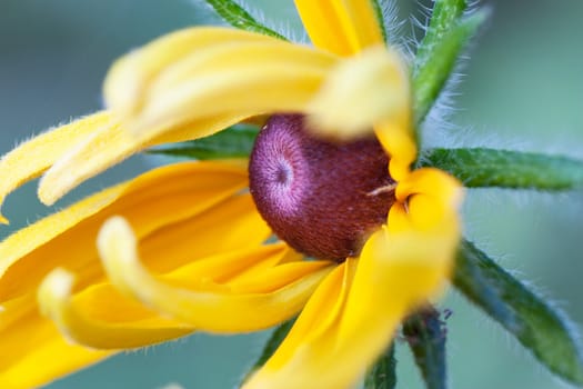 Macro view of opening garden flower in the morning.