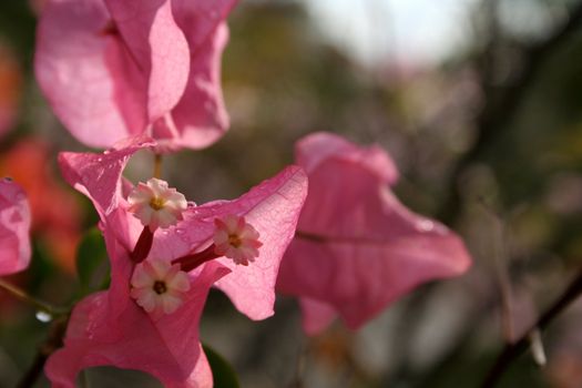 Tropical pink flowers shot in Mexico, on the Mayan Riviera.
