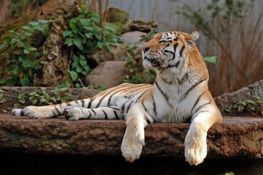 Tiger is resting in the shade