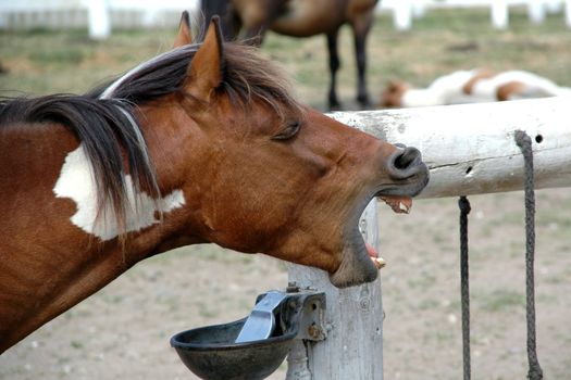 A horse is trying to say something.