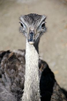 Emu looking