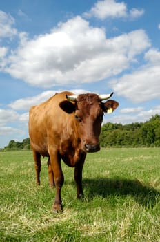 A cow on green field. The sky is blue with white clouds. The cow is standing and looking.