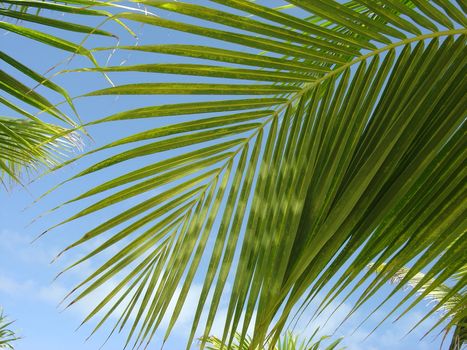 A large palm leaf shot against blue sky.