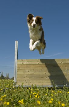 portrait of a purebred jumping australian shepherd in a blue sky