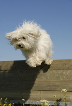 portrait of a jumping maltese dog in a training of agility