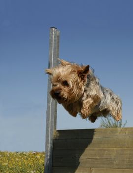 portrait of a beautiful jumping purebred yorkshire terrier