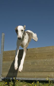 portrait of a purebred greyhound whippet in a training of agility