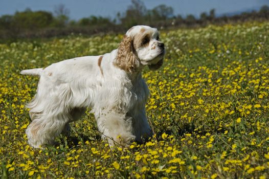 purebred american cocker upright in a field with yellow flowers