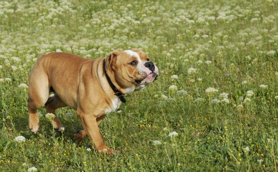 running purebred english bulldog in a field