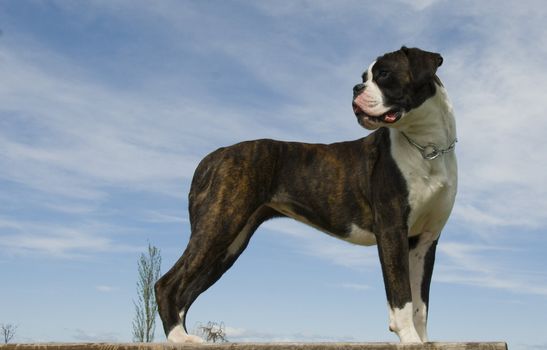 portrait of a beautiful purebred boxer and blue sky