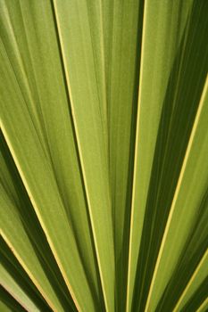 A closeup of a palm tree leaf.
