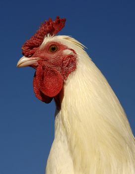 close up of a white rooster on a blue sky, symbol of france