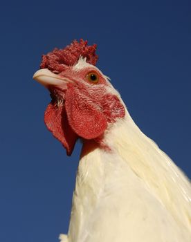 close up of a head of a white chicken
