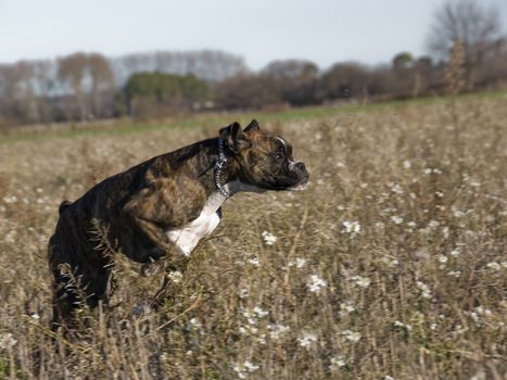 running purebred boxer in a field in winter