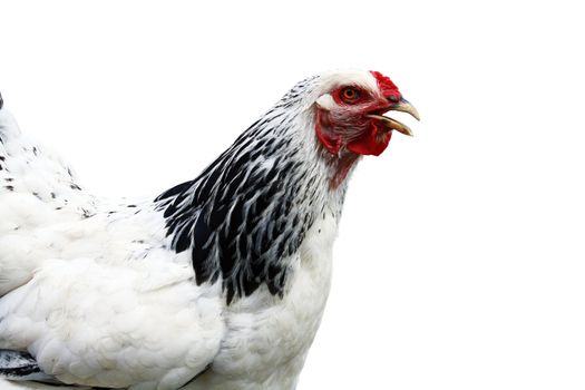 White cock isolated on white background