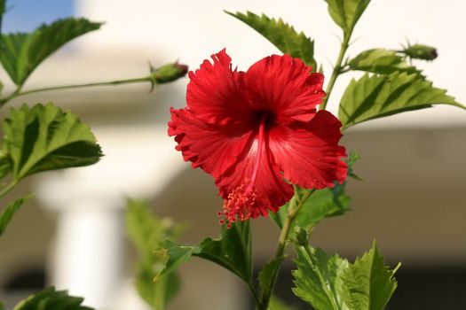 A red hibiscus shot at a Mexican resort.