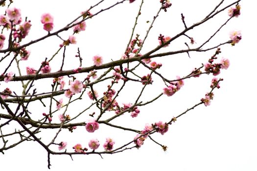 Plum Blossom on White Background