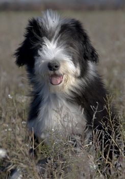 portrait of a puppy purebred bearded collie
