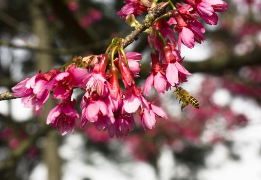 Bougainvillea blossoms with bee on blurred background 