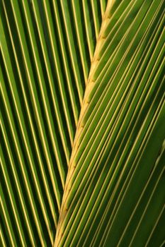 A closeup of a palm tree leaf.