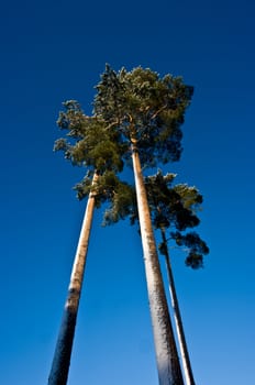 Tree high pine-trees