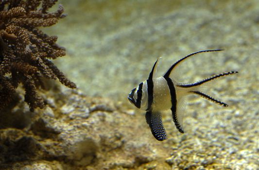 pterapogon kauderni, popular fish for the sea aquarium