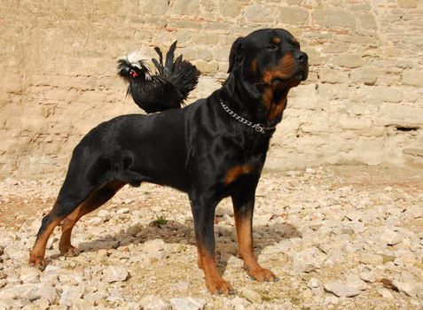 purebred rottweiler and miniature rooster perching on his back