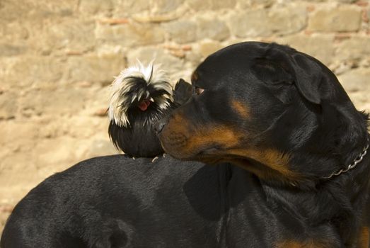 purebred rottweiler and miniature rooster perching on his back