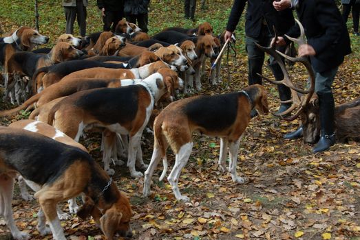 foxhounds waiting for eating the roe deer