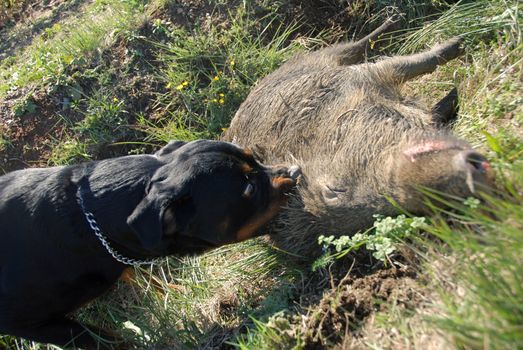 dead boar in a party of hunting game and purebred rottweiler