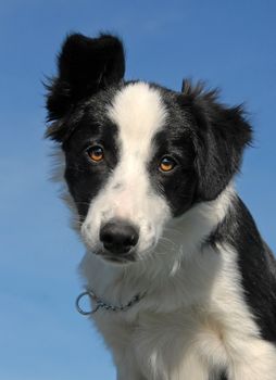 portrait of a puppy purebred border collie, focus on the eyes